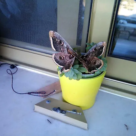 빌라 Paros Sunset Psv & Psv2